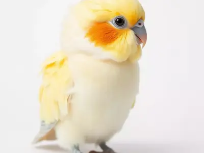 Vibrant Parakeet model pack Low-poly 3D model