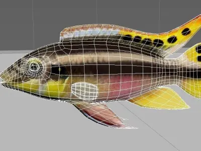 kribensis cichlid fish Pelvicachromis pulcher Low-poly 3D model