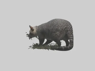 Malayan Civet sneaking model Low-poly 3D model