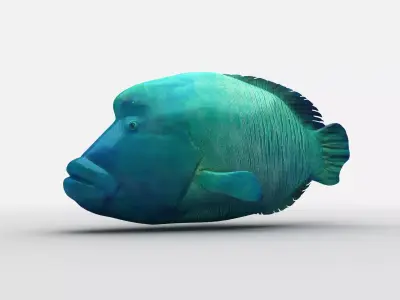  Humphead Wrasse Fish Low-poly 3D model