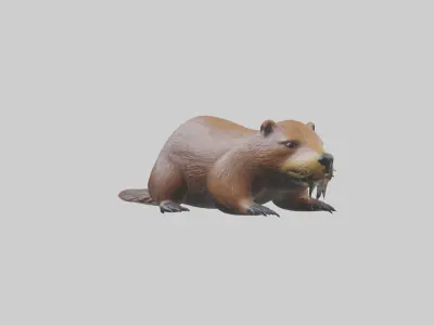 Lying Beaver Model 1 Low-poly 3D model