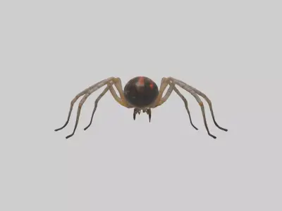 Orb-Weaver Spider Low-poly 3D model