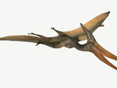 Pteranodon dinosaur Low-poly 3D model