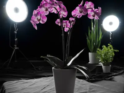  Orchid Plant Model, Pink 