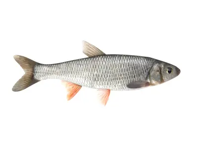 Fish Collection 3D model