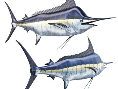 Marlin fish 3D model