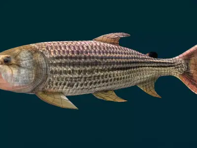 Goliath Tigerfish Animated 3D model