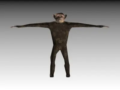 CHIMPANZE monkey 3D model