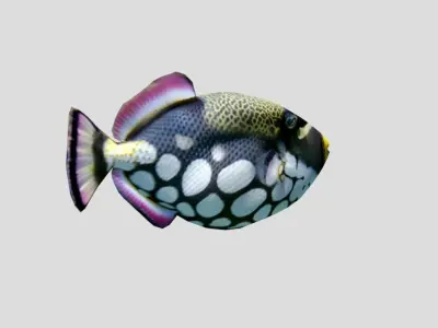 Clown Triggerfish Realistic Animated Low-poly 3D model