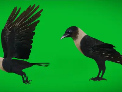 Asian Indian House Crow Bird Low-poly 3D model