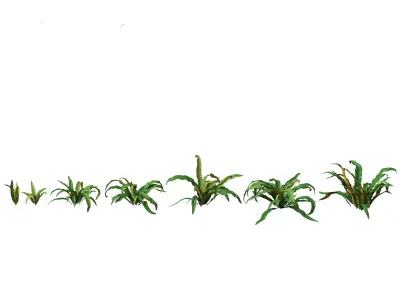 Asplenium australasicum - Birds Nest Fern 3D model