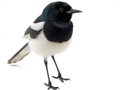 Elegant Magpie Bird model pack Low-poly 3D model