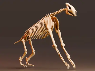 Realistic Mammals Fossil - Chalicotherium Low-poly 3D model
