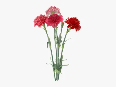 Carnation - Bouquet 3D model