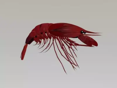 SHRIMP LOW POLY 3D model