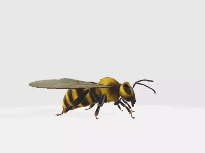 Honey Bee  Low-poly 3D model