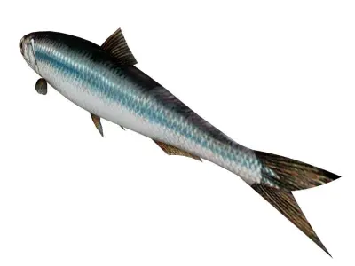 Fish Anchovy 3D model