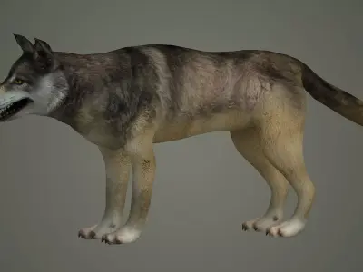 wolf animal low poly fur black arctic american mammal  3D model