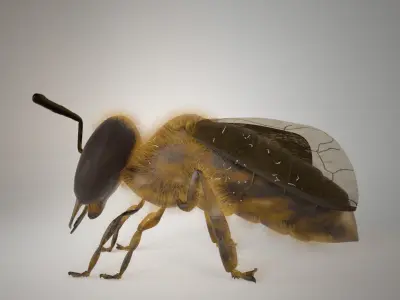 Asian hornet bee 3D model