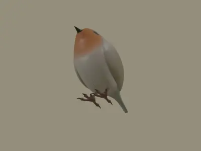 European Robin Bird 3D model