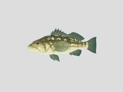 Fish Collection 05 Low-poly 3D model
