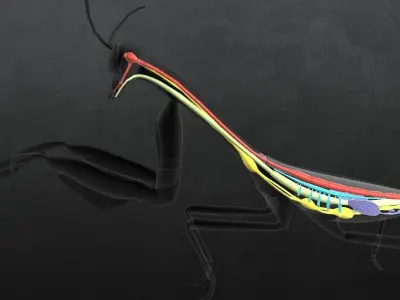 Praying Mantis 3D model