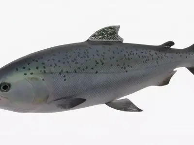 Salmon Lowpoly Animated Low-poly 3D model