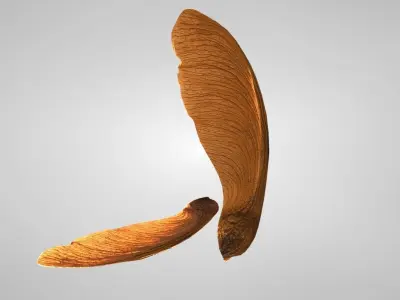 3D Maple Seed Low-poly 3D model