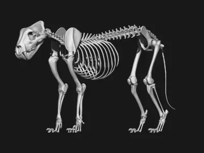Jaguar skeleton 3D model