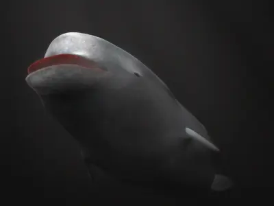 Northern Bottlenose Whale Low-poly 3D model