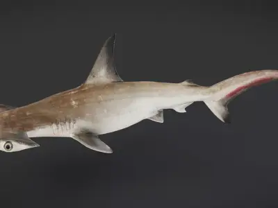 Ocean Fish Collection 3D model