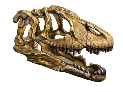 dinosaur skull 2 3D print model