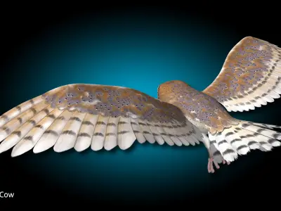 Barn Owl - Flight 3D model