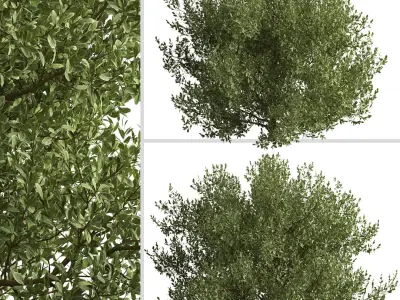 Set of Buxus bodinieri or Buxus Shrub -3 Shrubs 3D model