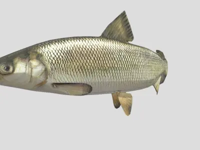 Whitefish Low-poly 3D model