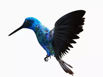 hummingbird flying in air 3D model