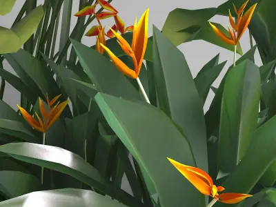 Tropical plant set Low-poly 3D model