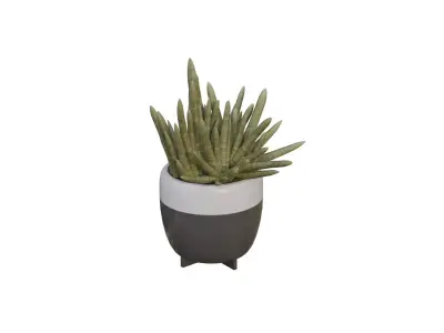3D Model of Indoor Bamboo Plant Realistic and Printable Free low-poly 3D model