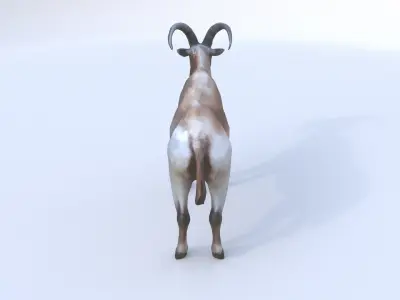 Markhor 3D model
