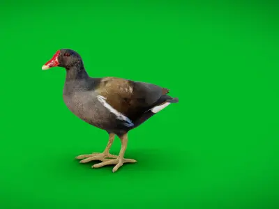Moorhen Water Bird Low-poly 3D model