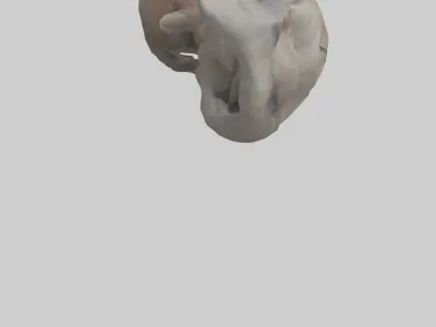 Elephant Stomach 3D model