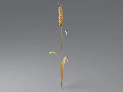 Cartoon Wheat Spikelet 03 3D model