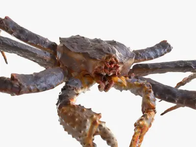 King crab 3D model