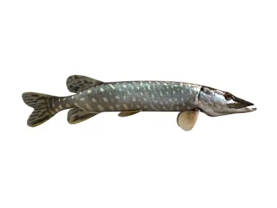 Pike Fish Esox Lucius 3D model