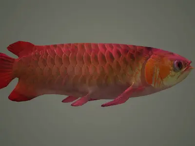 arowana fish fish fish animal freshwater art jewelry sea 3D model