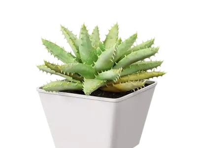  Short Leaved Aloe Succulent Potted Plant Model 