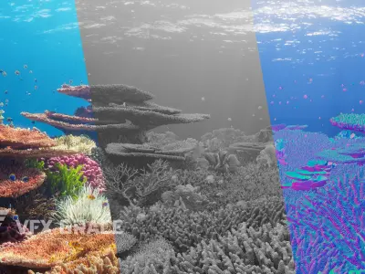 Corals Collection  VFX Grace 3D model