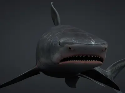 Tiger Shark Rigged C4D Low-poly 3D model