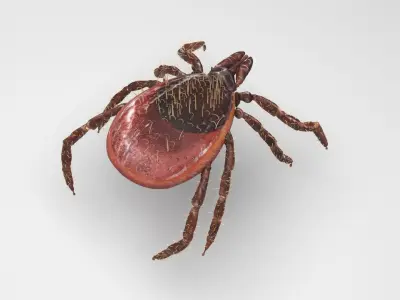 Tick Insect 3D model