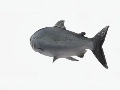 Salmon Lowpoly Animated Low-poly 3D model